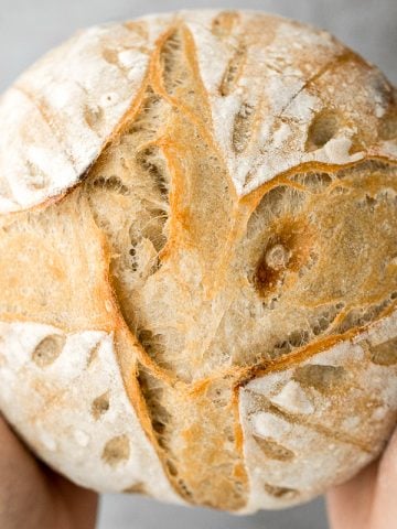 Small batch sourdough bread is airy and chewy with a crisp crust and a mild flavour. It takes less than 15 minutes of actual prep and requires no kneading. | aheadofthyme.com